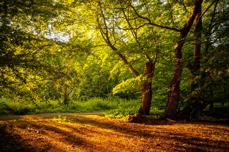 Epping - Places to visit